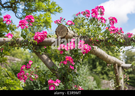 Ziemlich rot-rosa Rose mit weißem Zentrum "Amerikanischen Säule" wachsen auf einem Holzrahmen gegen blauen Himmel mit weißen Wolken im Sommer Stockfoto