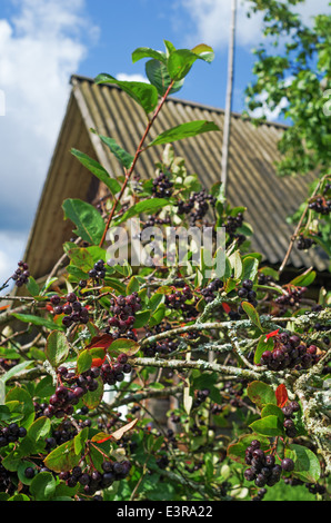 Beeren von einem schwarz-fruited Eberesche im Hof des ländlichen Hauses Stockfoto