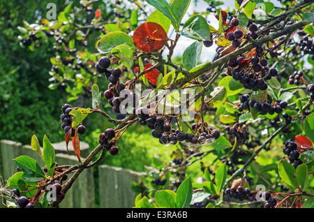 Beeren von einem schwarz-fruited Eberesche im Hof des ländlichen Hauses Stockfoto