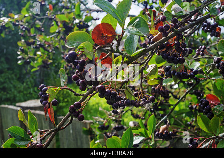 Beeren von einem schwarz-fruited Eberesche im Hof des ländlichen Hauses Stockfoto