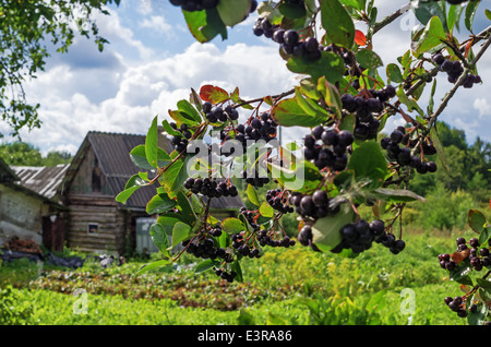 Beeren von einem schwarz-fruited Eberesche im Hof des ländlichen Hauses Stockfoto