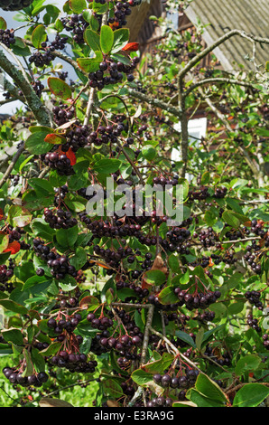 Beeren von einem schwarz-fruited Eberesche im Hof des ländlichen Hauses Stockfoto