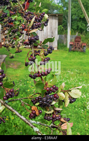 Beeren von einem schwarz-fruited Eberesche im Hof des ländlichen Hauses Stockfoto