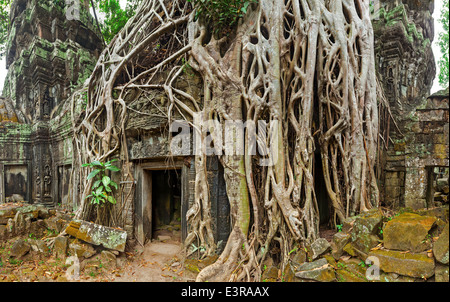 Panorama der antiken Steintür und Baum Wurzeln, Tempelruinen Ta Prohm, Angkor, Kambodscha Stockfoto