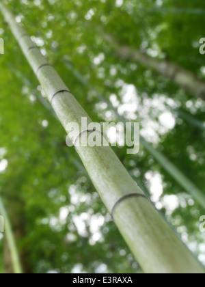 Nahaufnahme der grünen Bambus Wald Halme in Arashiyama, Kyoto, Japan. Stockfoto