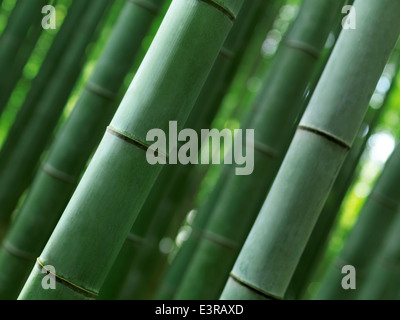 Nahaufnahme von grünem Bambuswald stammt Halme, abstrakte Natur Hintergrund. Arashiyama, Kyoto, Japan. Stockfoto