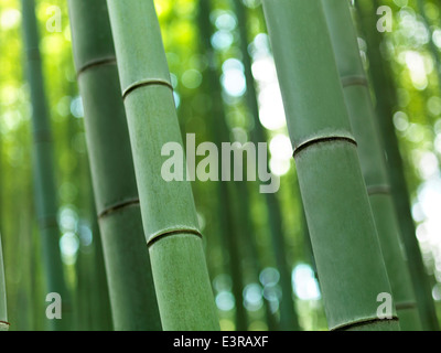 Nahaufnahme des Bambusses in Arashiyama, Kyoto, Japan. Stockfoto