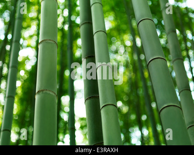 Bambus Wald Halme Closeup in Arashiyama, Kyoto, Japan. Stockfoto