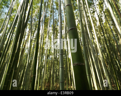 Arashiyama Bambus Wald Nahaufnahme Bambus Halme in Kyoto, Japan. Stockfoto
