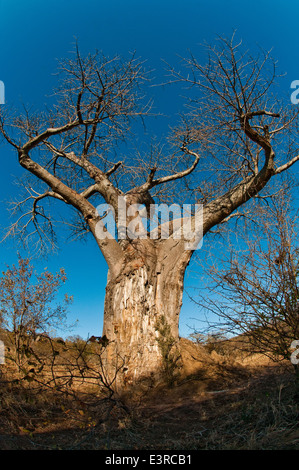 Baobab (Affenbrotbäume Digitata) in der Nähe von Camp Punda Maria, Krüger Nationalpark, Südafrika Stockfoto