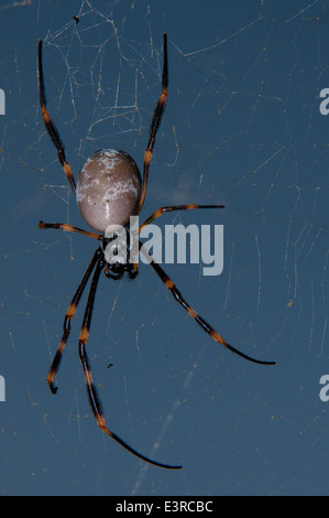 Australische golden Silk Orb-Weaver (Nephila Edulis) Stockfoto