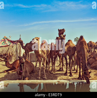 Vintage Retro-Hipster Stil reisen Bild der Kamele in Pushkar Mela (Pushkar Camel Fair). Pushkar, Rajasthan, Indien Stockfoto