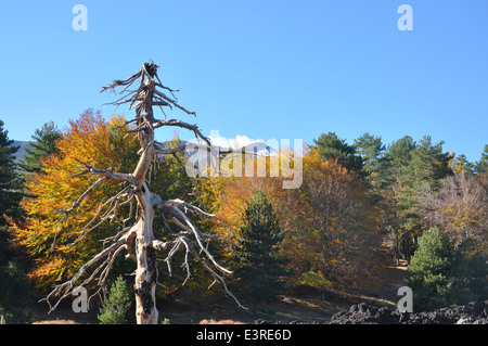 Vulkan Ätna, Etna Park, Etna Nord, Linguaglossa Herbst, Catania, Sizilien, Italien, Europa Stockfoto