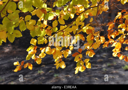 Vulkan Ätna, Etna Park, Etna Nord, Linguaglossa, Catania, Sizilien, Italien, Europa, Stockfoto