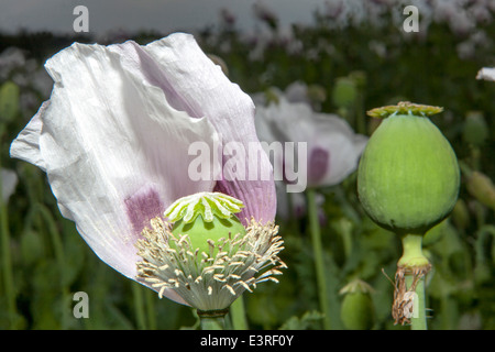 Papaver Somniferum, Schlafmohn Stockfoto