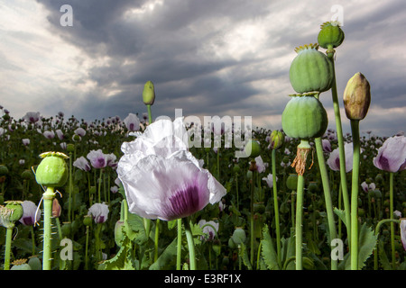 Papaver Somniferum, Schlafmohn Stockfoto