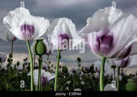 Papaver somniferum, der Opiummohn in Opiumfeld-Mohnblumen Stockfoto