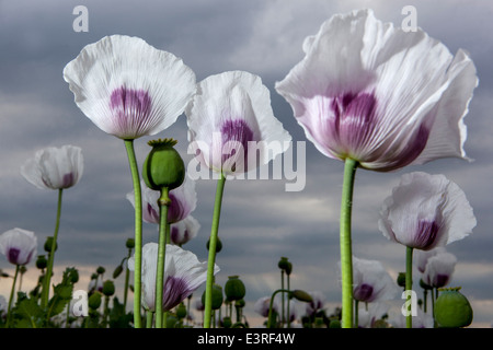 Papaver somniferum, das Opiummohn-Feld Stockfoto