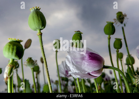 Papaver Somniferum, Schlafmohn Stockfoto