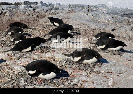 Adelie Pinguin-Kolonie auf eines der antarktischen Inseln Stockfoto