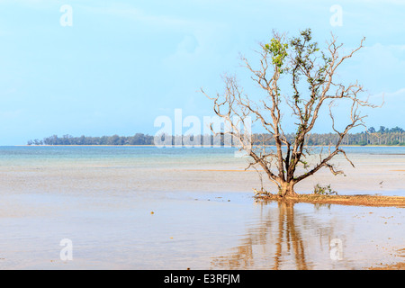 Totholz am Sand Strand von Palme von Paradise island Stockfoto