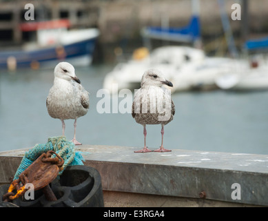 Paar von wilden juvenile Silbermöwen Larus Argentatus Seevogel am Hafen Wand im englischen Hafen Stockfoto