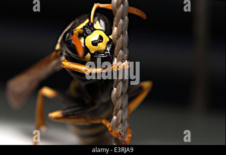 Wespe auf wenig Seil Nahaufnahme Foto (Vespula Vulgaris) Stockfoto