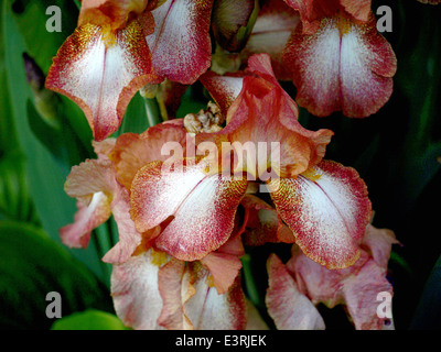 ausgefallene mehrfarbige Iris in meinem Garten Stockfoto