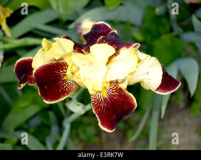 ausgefallene mehrfarbige Iris in meinem Garten Stockfoto