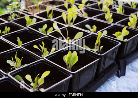 Junger Blattsalat Pflanzen in Töpfen im Herbst zur Überwinterung in einem Folientunnel, Wales, Großbritannien. Stockfoto
