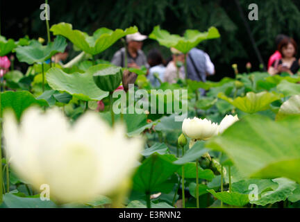 Shanghai. 28. Juni 2014. Foto aufgenommen am 28. Juni 2014 zeigt Lotus am Guyi-Garten im Osten Chinas Shanghai Municipality. Die zweite Lotus-Show von Shanghai startete hier Samstag. © Ding Ting/Xinhua/Alamy Live-Nachrichten Stockfoto