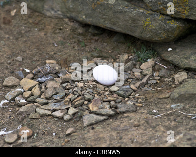 dh Fulmar VÖGEL Großbritannien Fulmar Vögel Ei Nord Ronaldsay Orkney Eier Nester Felsvogelnest Fulmarus glacialis
