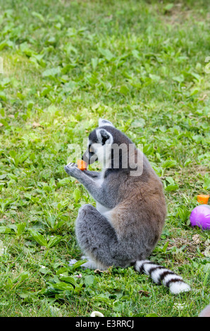 Lemur Catta, Fehler Katze, Essen und spielen in einem zoo Stockfoto