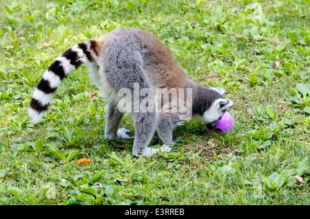 Lemur Catta, Fehler Katze, Essen und spielen in einem zoo Stockfoto