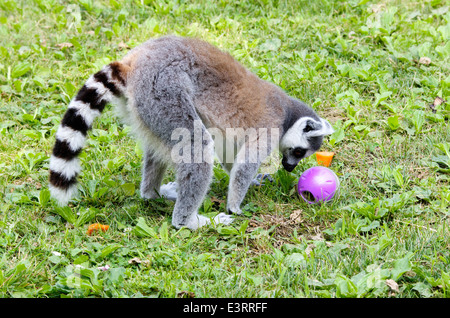 Lemur Catta, Fehler Katze, Essen und spielen in einem zoo Stockfoto