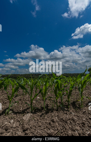 Grüne Felder von England Konzept. Reihen gepflanzt Zuckermais/Mais/Zea mays in den frühen Stadien des Wachstums. Metapher für die Ernährungssicherheit/Anbau von Nahrungsmitteln. Stockfoto