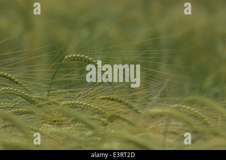 Grüne Felder von England Konzept. Köpfe der Grünen Gerste (Hordeum vulgare) wächst. Fokus auf einem Kopf Bild entfernt. Ernährungssicherheit Metapher. Stockfoto