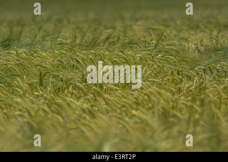 Grüne Felder von England Konzept. Köpfe der Grünen Gerste (Hordeum vulgare) wächst. Visuelle Metapher für das Konzept des Hungers, der Ernährungssicherheit. Stockfoto