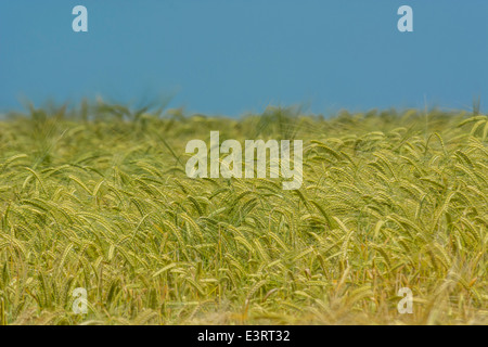 Grüne Felder von England Konzept. Köpfe der Grünen Gerste (Hordeum vulgare) wächst. Visuelle Metapher für das Konzept von Hunger und Ernährungssicherheit. Stockfoto