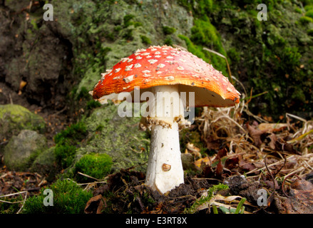 Ein Pilz giftige Fliegenpilz (Amanita Muscaria) wächst am Fuße eines Baumes in einen kleinen Patch am Straßenrand Wald, Derbyshire, UK Stockfoto