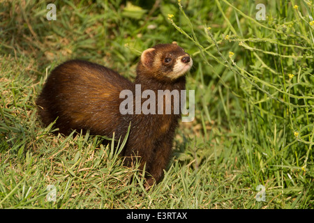 Europäischer Iltis (Mustela Putorius) Stockfoto