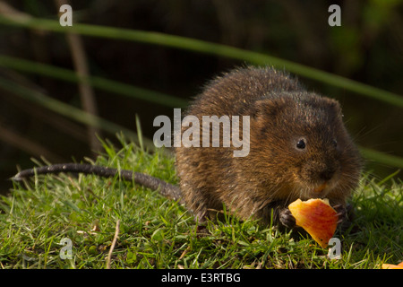 Europäische Wasser-Wühlmaus (Arvicola Amphibius) Stockfoto