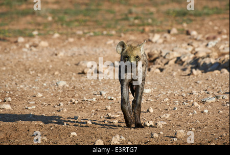 Gefleckte Hyäne Crocuta Crocuta, Kgalagadi Transfrontier Park, Kalahari, Südafrika, Botswana, Afrika Stockfoto