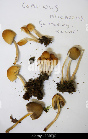 Eine Anzeige der glitzernden Inkcap (Coprinus Micaceus) Pilze gesammelt auf einen Experten geführten Pilze Identifikation Spaziergang in Derbyshire UK Stockfoto