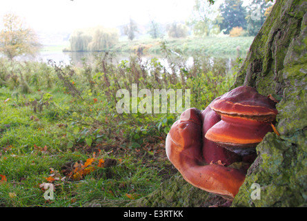 Ein Beefsteak Polypore Pilz (Fistullina Leberblümchen) wächst auf einer Eiche im Laubwald, Derbyshire, England, UK - Herbst Stockfoto