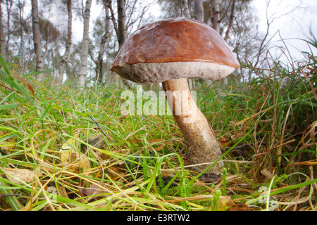 Eine braune Birke Bolete (Leccinum Scabrum) Pilze wachsen auf dem Rasen im Silver Birch Wald, Peak District, Derbyshire, England, UK Stockfoto