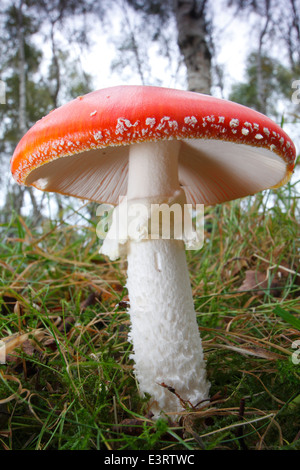 Giftige Fliegenpilz (Amanita Muscaria) Pilze wächst Gras im Wald im Peak District, Derbyshire, UK Stockfoto