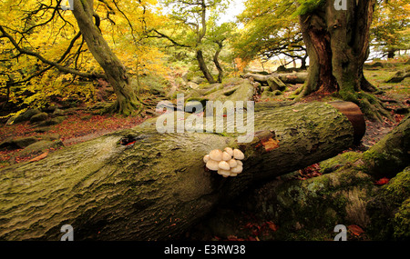 Fliegenpilze gedeihen auf einem gefallenen, faulenden Baumstamm in einem alten Laubwald im Peak District, Derbyshire - Herbst Stockfoto