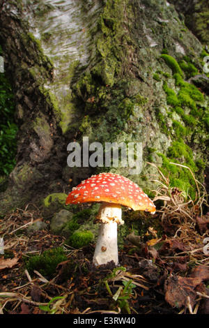 Giftige Fliegenpilz wächst an der Basis eines Baumstammes in ein kleines Stück Laubwald, Derbyshire, England, UK-Oktober Stockfoto