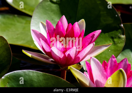 Lotus-Blume Stockfoto